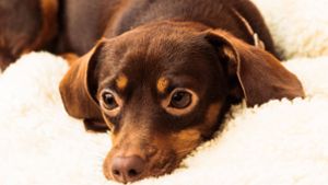 Frau tritt Hund tot – Verfahren wegen Sachbeschädigung