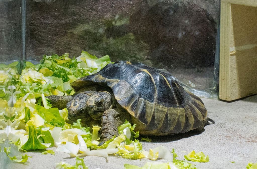 Die Schildkröte Janus hat zwei Köpfe. Foto: Muséum dhistoire naturelle