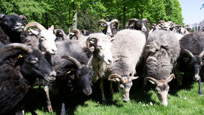 Eltern schreiben 15 Schafe an französischer Grundschule ein