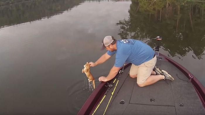 Mann fischt Katzen-Babys aus einem Fluss