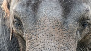 Elefant bleibt im Schlamm stecken –  Schwierige Rettung