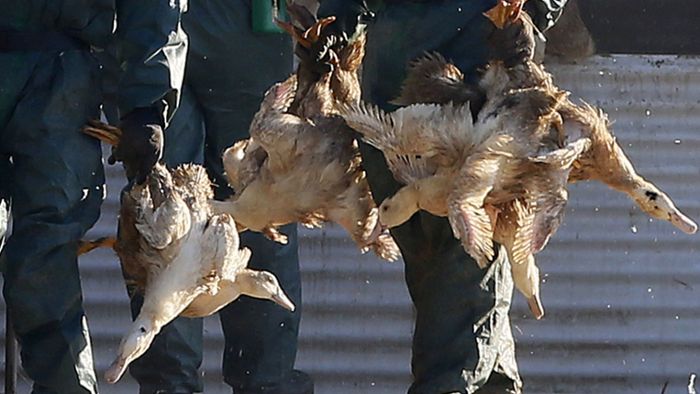 Katastrophenalarm wegen Vogelgrippe ausgelöst