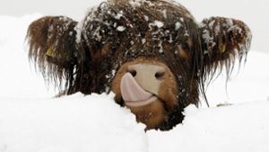 Entlaufene Kuh trotzt dem Winterwetter