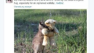 Das kleine Känguru Doodlebug kuschelt mit einem Teddybär. Foto: Screenshot Twitter/@Tim_Beshara/ Gillian Abbott