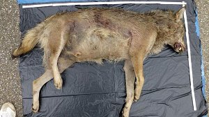 Ein Wolf? Dieses tote Tier wurde an der A5 bei Lahr gefunden. Foto: FVA/dpa