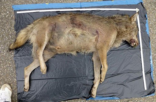 Ist das tote Tier, das an der A5 bei Lahr gefunden wurde, ein Wolf?  Foto: FVA/dpa