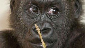 Gorilla-Junge Upala ist drei, ... Foto: Wilhelma/Vollmer