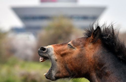 Shetland-Ponys im Kreis Tuttlingen wurde zweimal in Folge der Schweif abgeschnitten (Symbolbild). Foto: dpa