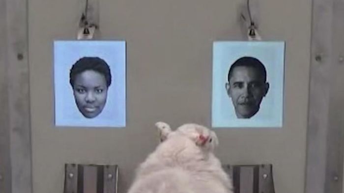 Schafe erkennen Barack Obama auf Fotos wieder
