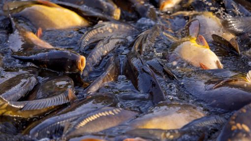 Das Kreisveterinäramt hat angeordnet, den gesamten Fischbestand in der kontaminierten Anlage zu töten. (Symbolbild) Foto: IMAGO/Andreas Franke/IMAGO