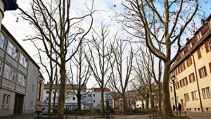 Von den 17 Bäumen, die sich  auf dem Marktplatz befinden, werden elf im Februar  gefällt. Allerdings  werden auch  drei neue Bäume gepflanzt. Foto: Archiv Torsten Ströbele
