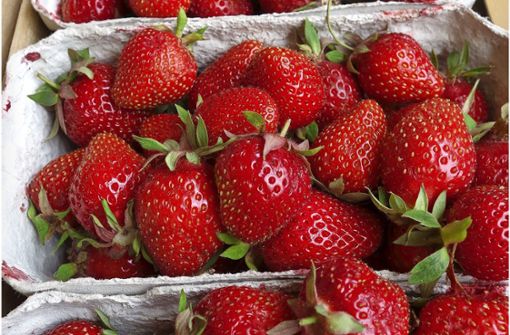 Erdbeeren haben jetzt Hochsaison. Foto: Ingrid Sachsenmaier