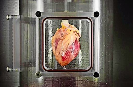 Dieses menschliche Herz entstand teilweise im ­­­Bioreaktor. Foto: Jank/Ott Lab