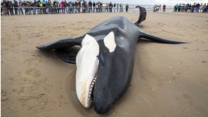 Orca an Nordseeküste gestrandet und gestorben