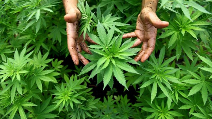 65 Kilogramm Marihuana entdeckt