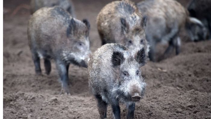 Sieben Gründe, warum Wildschweine doch cool sind