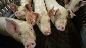 Warum die Schweinepest in China Fleisch in Deutschland teurer macht
