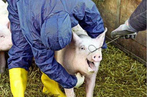 Tierärztin Katja Großmann vom Schweinegesundheitsdienst Aulendorf nimmt dem Schwein Blut ab. Foto: factum/Jürgen Bach