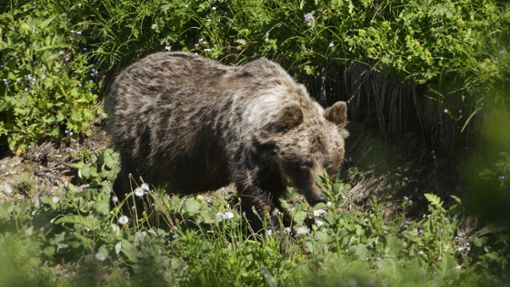In den slowakischen Wäldern leben nach WWF-Angaben rund 1200 Braunbären. Foto: Milan Kapusta/tasr/dpa