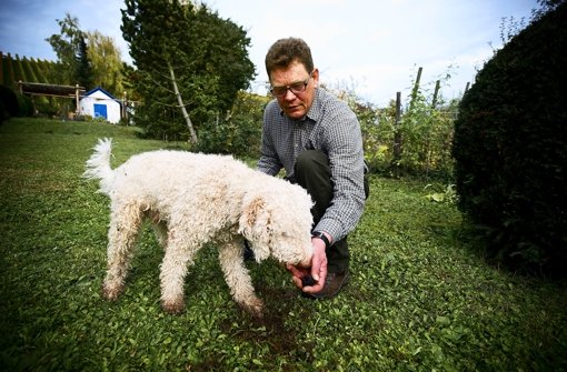 Trüffelhund Heró und sein Herrchen Karl-Heinz Klink auf der Suche nach dem Edelpilz in Stuttgarts Streuobstwiesen. Foto: Max Kovalenko