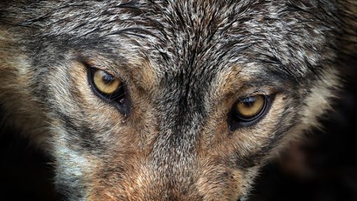 Von Deutschland bis nach Spanien: Forschende wiesen nach, dass ein Wolf eine Strecke von über tausend Kilometer gelaufen ist. (Archivbild/Symbolbild) Foto: Karl-Josef Hildenbrand/dpa