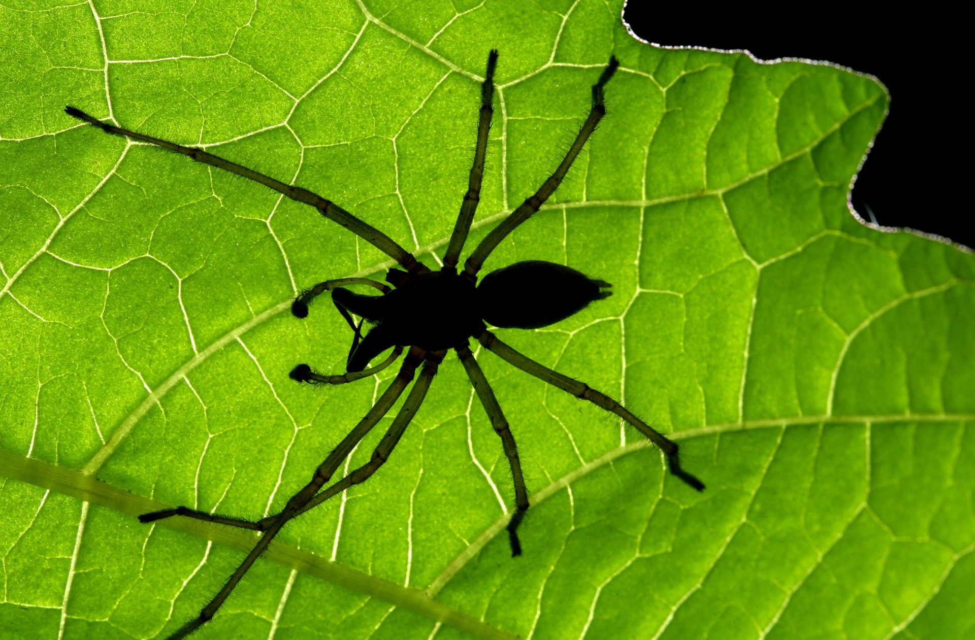 Ammen-Dornfinger-Spinne: Giftige Spinne breitet sich in Deutschland aus