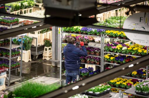 Auf dem Blumengroßmarkt kaufen gut 1000 Fachhändler ein. Foto: Lichtgut/Julian Rettig