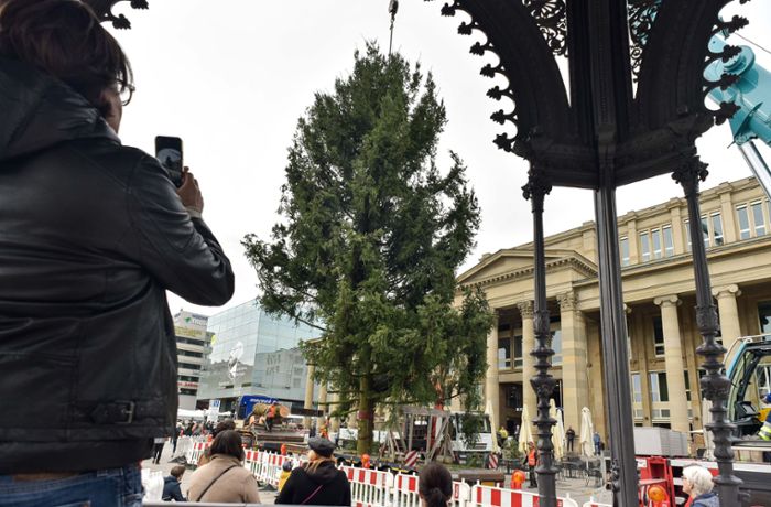 Stuttgart: Der Weihnachtsbaum auf dem Schlossplatz steht