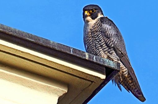 Ein wachsamer Falke auf dem Schlossdach Foto: SSG