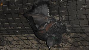 Stuttgarter Tunnel werden für Tauben zur Todesfalle
