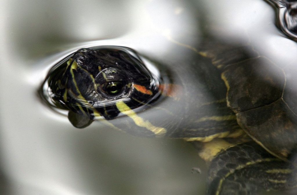 Ausgesetzte Rotwangenschildkröten gibt es auch in vielen Stuttgarter Gewässern – sehr zum Ärger von Naturschützern: Die gefräßigen Schildkröten bedrohen die heimische Tierwelt.