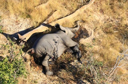 Ein toter Elefant liegt in einem Gebüsch. Im südafrikanischen  Botsuana und Simbabwe treibt ein mysteriöses Elefantensterben Tierschützer um. Foto: Uncredited/hons/AP/dpa