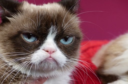 Grumpy Cat als Wachsfigur bei Madame Tussauds – nur eines von vielen Top-Bildern des Jahres. Foto: dpa
