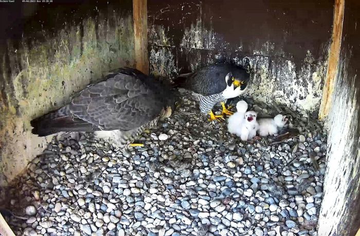 Schwabenlandtower Fellbach: Falkenküken über Ostern geschlüpft
