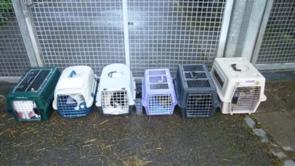 Tierheim in Stuttgart-Botnang: Verzweifelte Frau setzt sechs Katzen und zwei Hunde aus