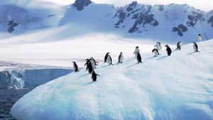 Pinguine ziehen sich weiter nach Süden zurück