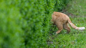 Über dem Umgang mit frei laufenden Katzen ist in Marbach diskutiert worden. Foto: Archiv (dpa/Patrick Pleul)