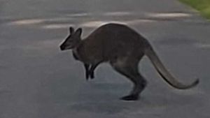 Entlaufenes Känguru eingefangen