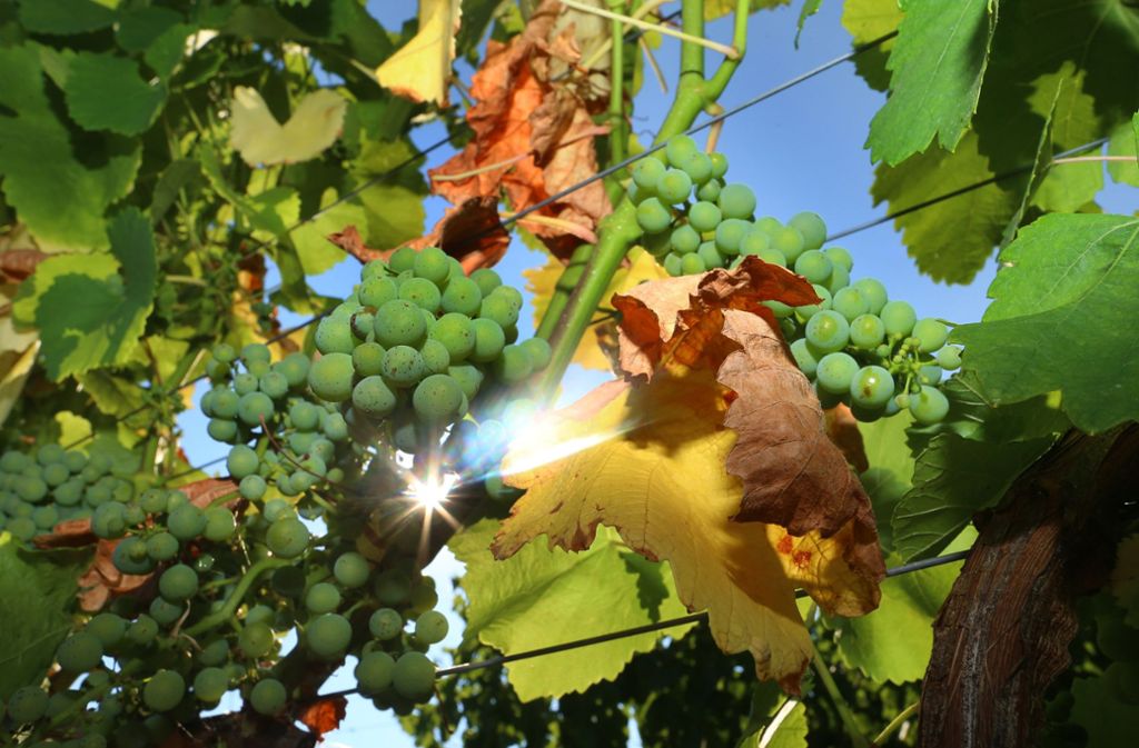 Anders als Kartoffeln, Grünfutter & Co. geht es dem Wein gut, er profitiert von der Wärme. Foto: dpa