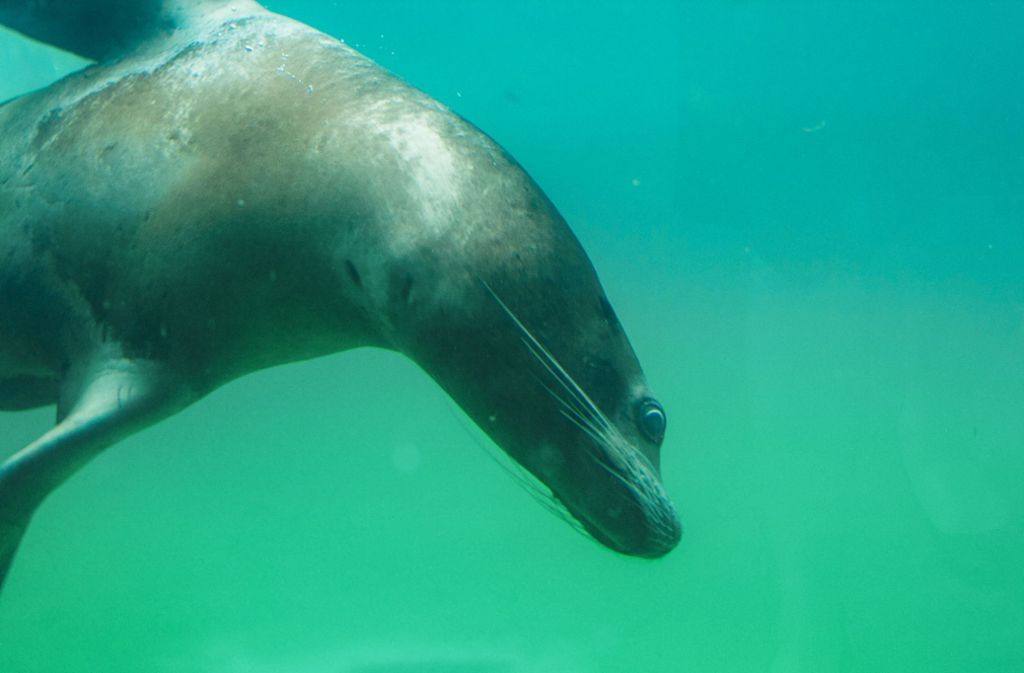 Durch das Unterwasserfenster können Besucher die Seelöwen nun beim Tauchen beobachten