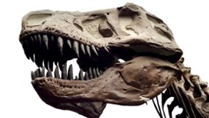 Tübinger Forscher fühlen T. rex auf den Zahn