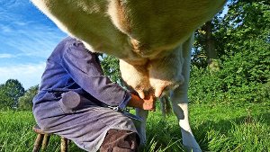 Der Umstieg auf Bio-Landwirtschaft erscheint vor allem Milchbauern  als lukrative Alternative. Foto: dpa