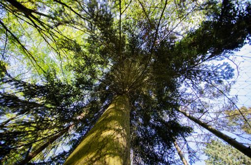 Bäume sind ein wertvolles Gut: Durch wiederkehrende Hitzeperioden wie 2018 sind  sie gefährdet. Foto: dpa