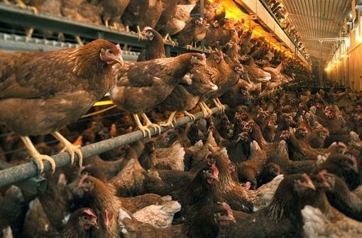 Hohenheimer Wissenschaftler möchten herausfinden, warum sich manche Hühner gegenseitig umbringen. Foto: dpa