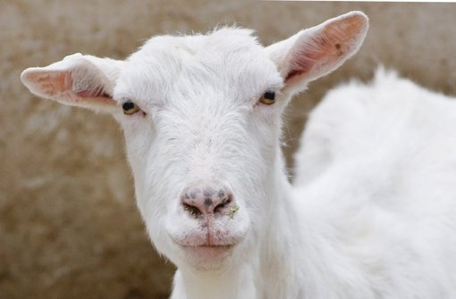 Das Q-Fieber wird durch den Kot von Ziegen, Kühen und Schafen verbreitet Foto: dpa-Zentralbild