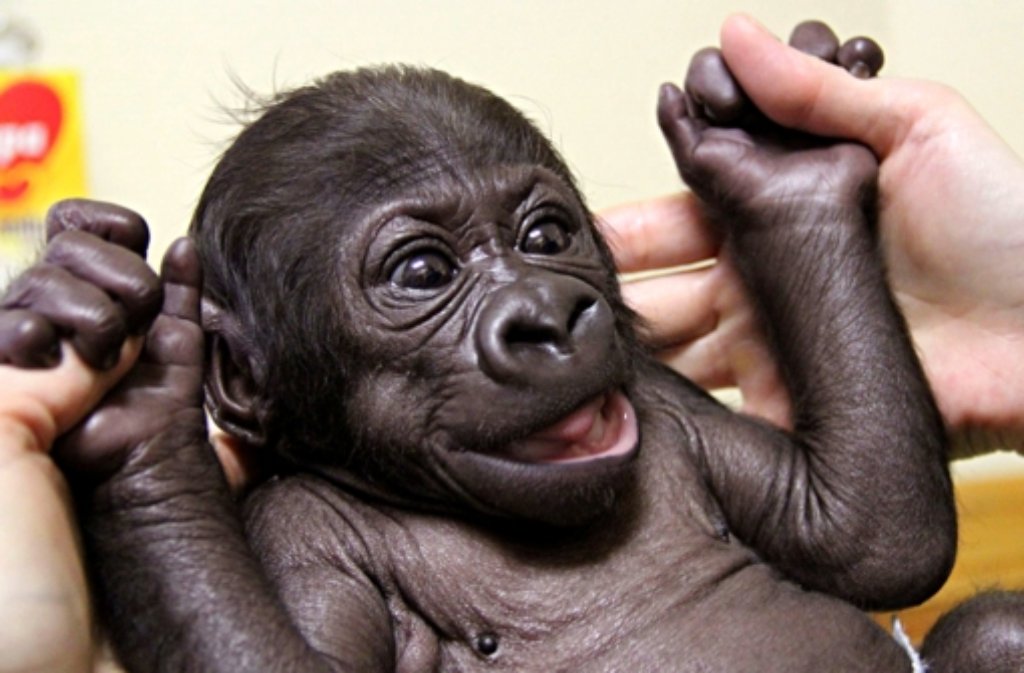 Da sag noch einer, Tiere könnten sich nicht freuen: neues Gorilla-Junges in der Aufzuchtstation der Wilhelma in Stuttgart. Foto: dpa