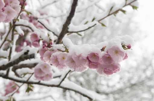 Später Schnee tut blühenden Obstbäumen gar nicht gut. Foto: imago/Westend61/imago stock&people