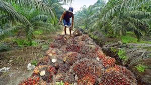Ölpalmen  sind  für einige ein gutes  Geschäft.   Palmöl  wird für Schokolade, Kosmetik und Kerzen gebraucht. Aber nicht nur das Klima   leidet massiv darunter. Foto: AFP/Adek Berry