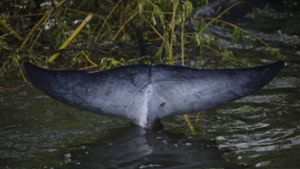 Verirrter Wal aus der Themse ist tot