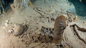 Ein Tropfstein hat bei der Datierung eines 13 000 Jahre alten Skeletts geholfen. Foto: Liquid Junge Lab